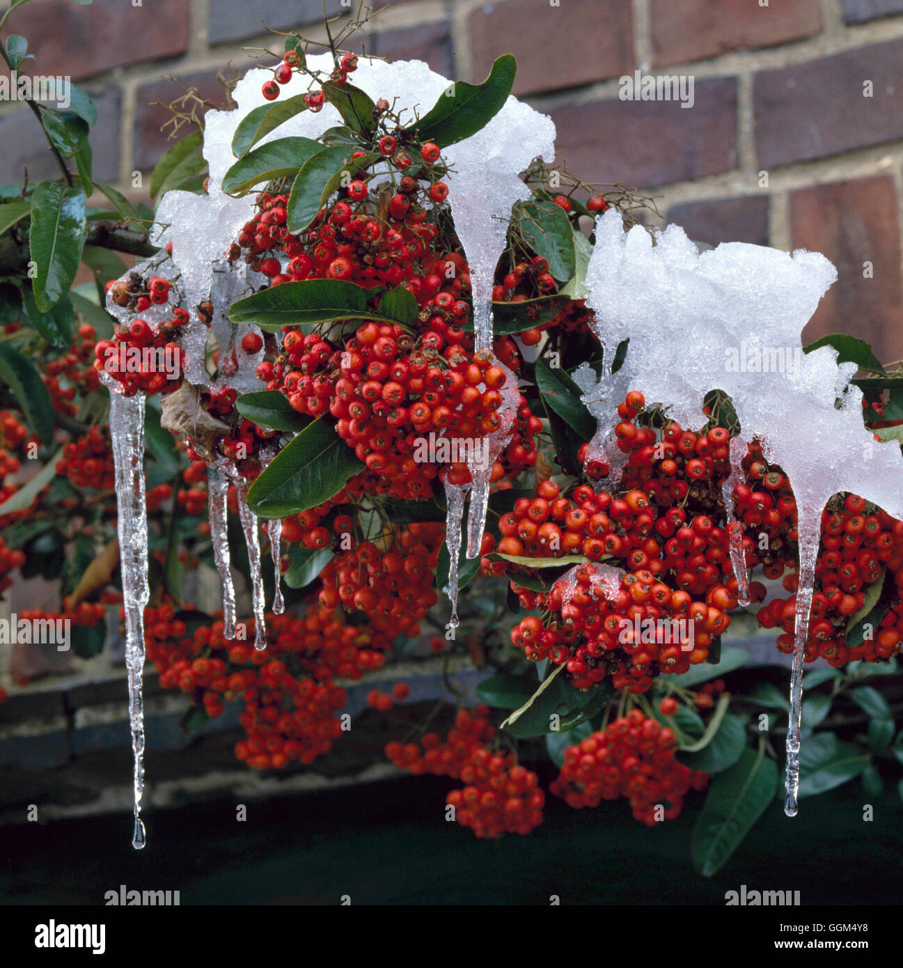 Snow Scene - Pyracantha `Mojave' - CALENDAR RIGHTS SOLD 2002   SSF019535 Stock Photo